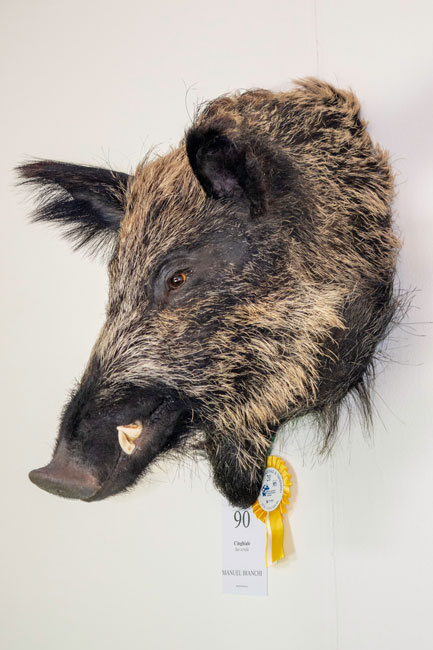 Cinghiale